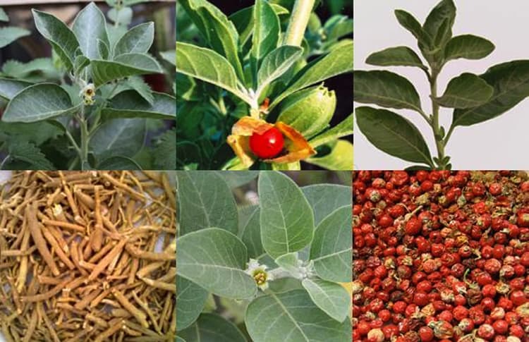 معرفی آشواگاندا: همه‌چیز درباره این گیاه شگفت‌انگی